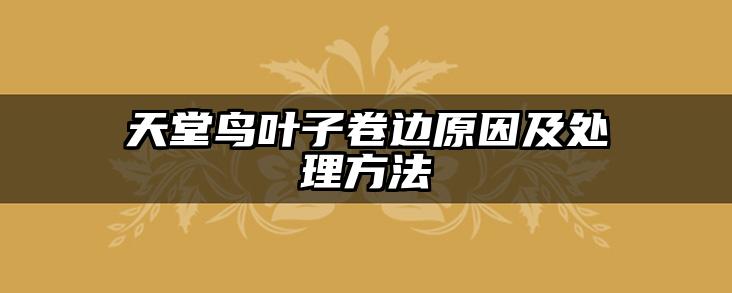 天堂鸟叶子卷边原因及处理方法