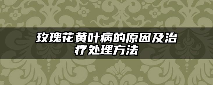 玫瑰花黄叶病的原因及治疗处理方法