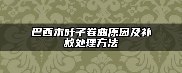 巴西木叶子卷曲原因及补救处理方法