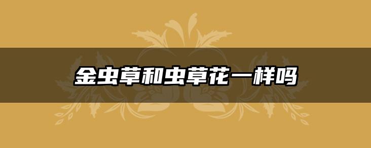 金虫草和虫草花一样吗