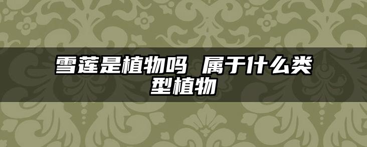 雪莲是植物吗 属于什么类型植物