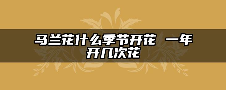 马兰花什么季节开花 一年开几次花