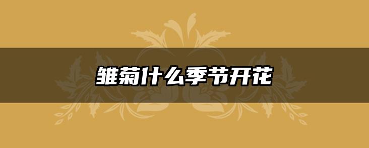雏菊什么季节开花