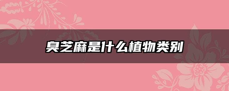 臭芝麻是什么植物类别