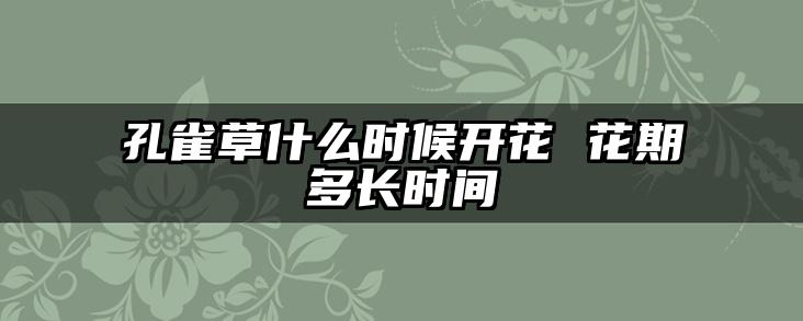 孔雀草什么时候开花 花期多长时间