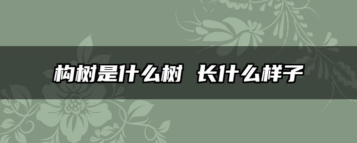 构树是什么树 长什么样子