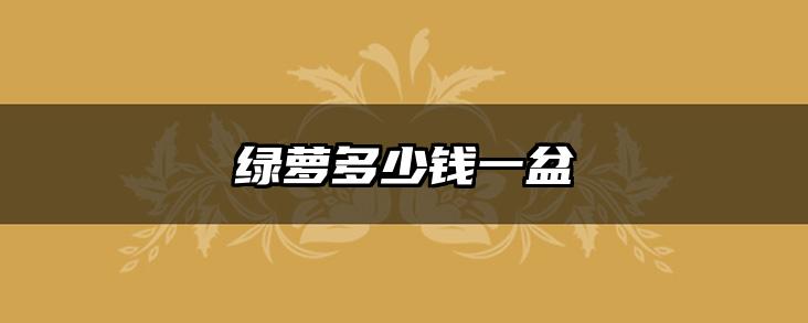 绿萝多少钱一盆