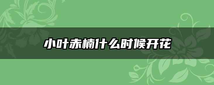 小叶赤楠什么时候开花