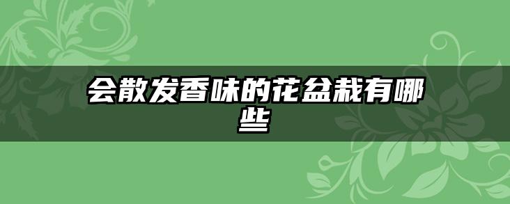 会散发香味的花盆栽有哪些