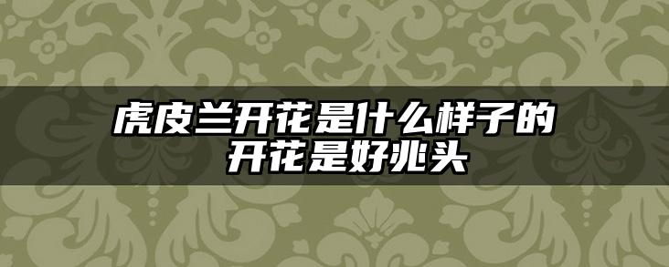 虎皮兰开花是什么样子的 开花是好兆头