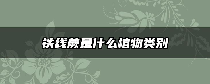 铁线蕨是什么植物类别
