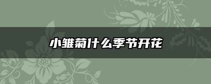 小雏菊什么季节开花