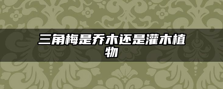 三角梅是乔木还是灌木植物