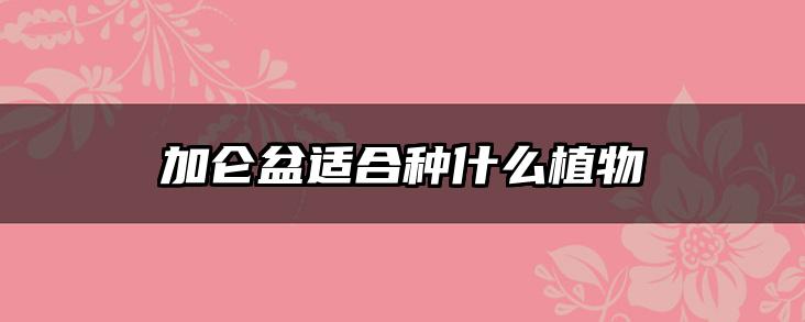 加仑盆适合种什么植物