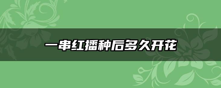 一串红播种后多久开花