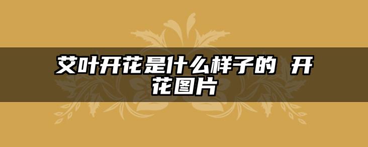 艾叶开花是什么样子的 开花图片