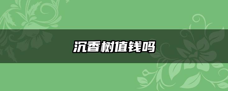 沉香树值钱吗