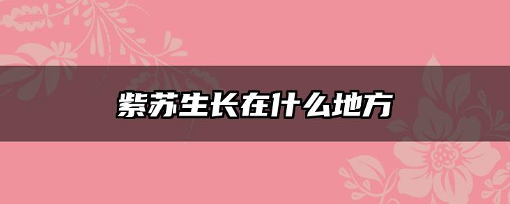 紫苏生长在什么地方