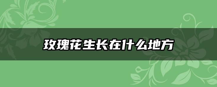 玫瑰花生长在什么地方