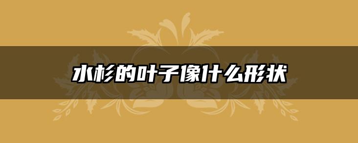 水杉的叶子像什么形状