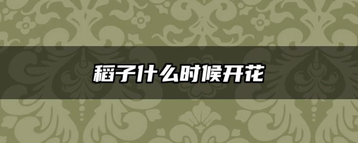 稻子什么时候开花