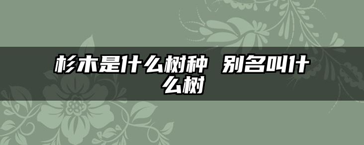 杉木是什么树种 别名叫什么树