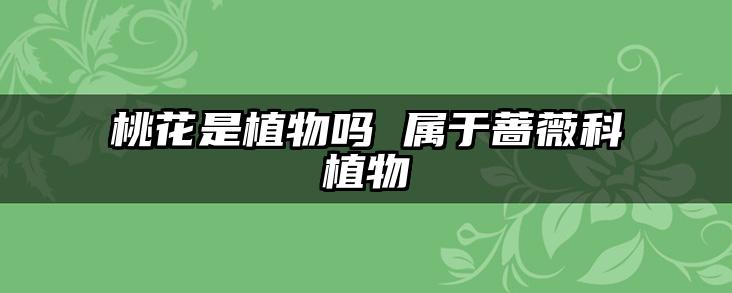 桃花是植物吗 属于蔷薇科植物