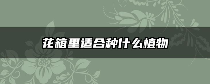 花箱里适合种什么植物