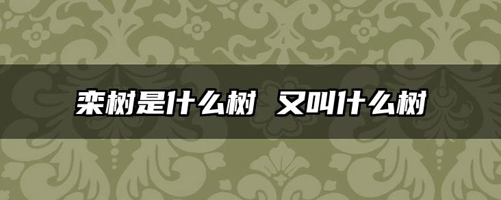 栾树是什么树 又叫什么树