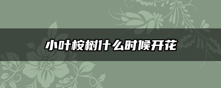 小叶桉树什么时候开花