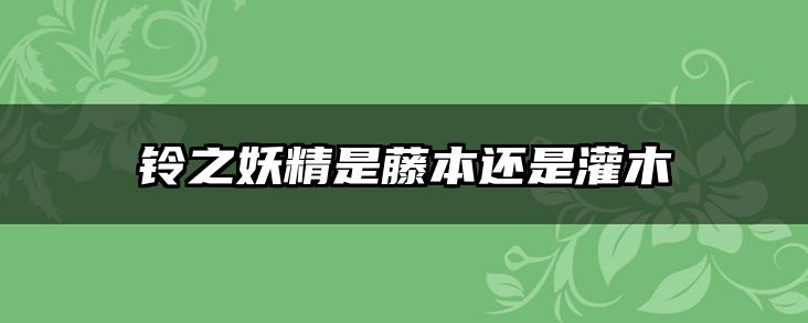 铃之妖精是藤本还是灌木