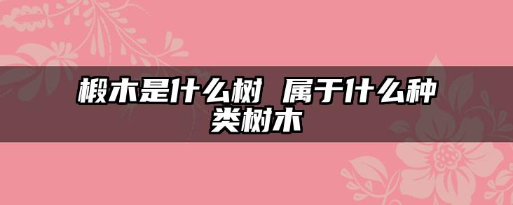 椴木是什么树 属于什么种类树木