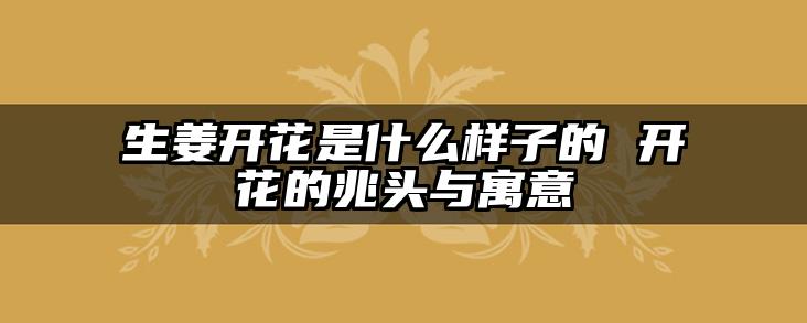 生姜开花是什么样子的 开花的兆头与寓意