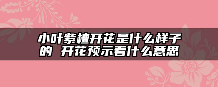 小叶紫檀开花是什么样子的 开花预示着什么意思