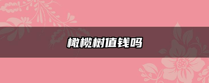 橄榄树值钱吗