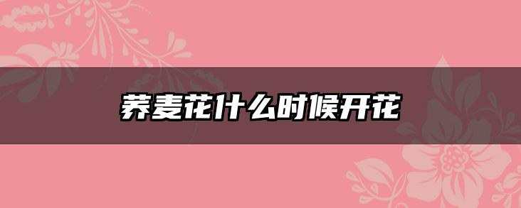 荞麦花什么时候开花
