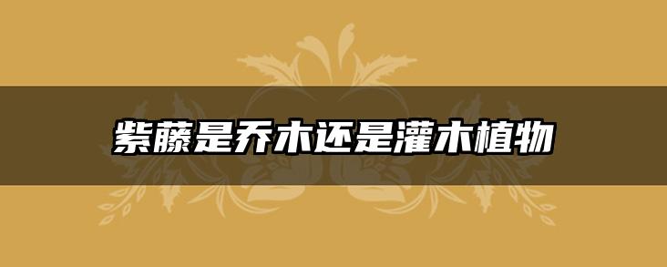 紫藤是乔木还是灌木植物