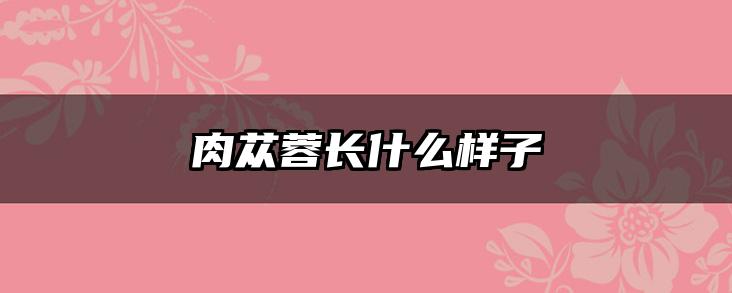 肉苁蓉长什么样子