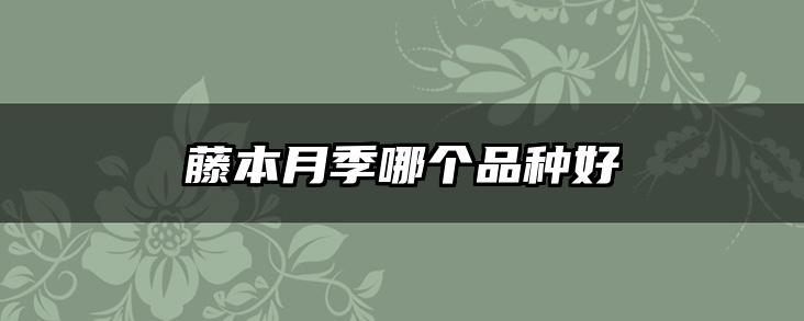 藤本月季哪个品种好