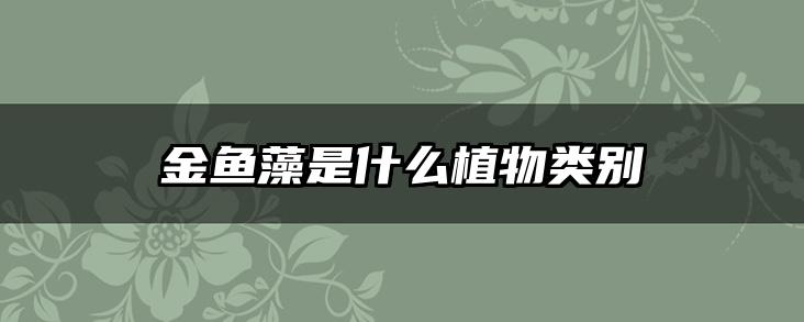 金鱼藻是什么植物类别