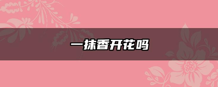 一抹香开花吗