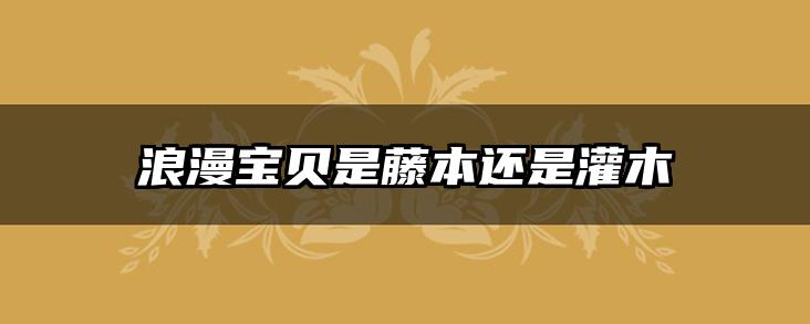 浪漫宝贝是藤本还是灌木