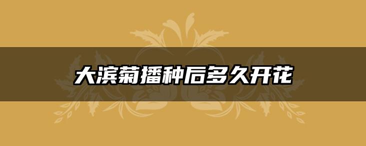 大滨菊播种后多久开花