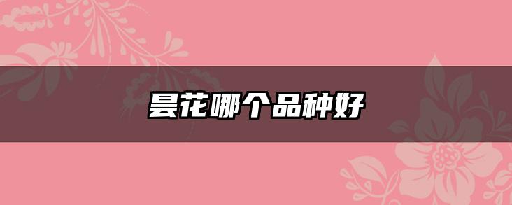 昙花哪个品种好
