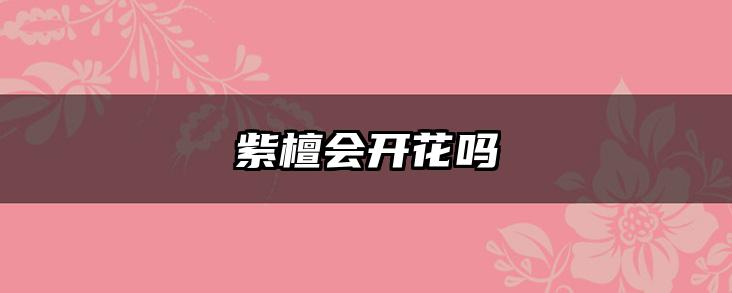 紫檀会开花吗