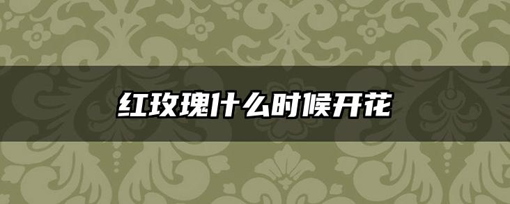 红玫瑰什么时候开花