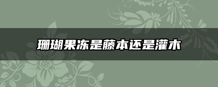 珊瑚果冻是藤本还是灌木