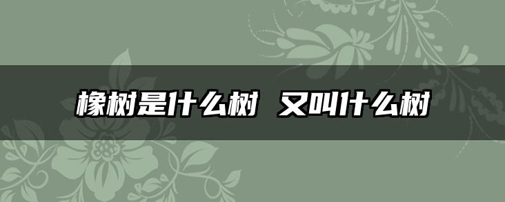 橡树是什么树 又叫什么树