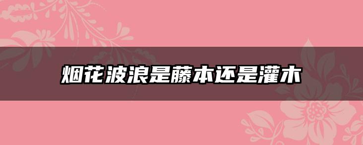 烟花波浪是藤本还是灌木