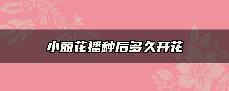 小丽花播种后多久开花